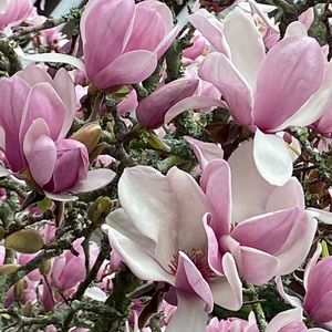 Meet your Posher, Adelaide